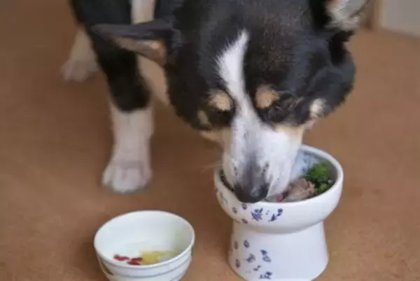 犬が『老犬』になる前にしておくべきこと5つ　本格的な介護が始まる前に必要な備えとは？