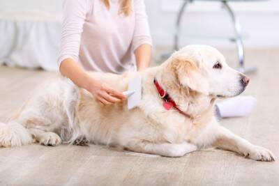 犬が『老犬』になる前にしておくべきこと5つ　本格的な介護が始まる前に必要な備えとは？