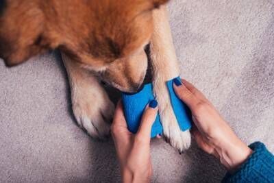 犬が『老犬』になる前にしておくべきこと5つ　本格的な介護が始まる前に必要な備えとは？