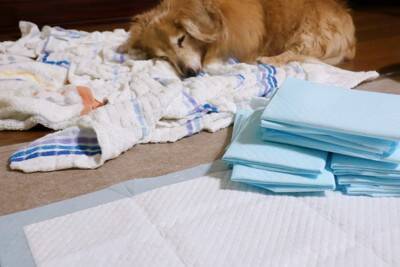 犬が『老犬』になる前にしておくべきこと5つ　本格的な介護が始まる前に必要な備えとは？