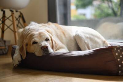 犬が『老犬』になる前にしておくべきこと5つ　本格的な介護が始まる前に必要な備えとは？