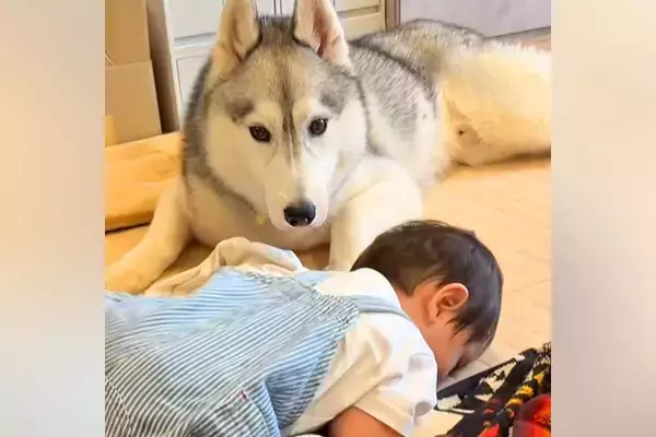 『赤ちゃんの子守り』をハスキー犬に頼んでみた結果→動き回ると、心配をして…尊すぎる光景が22万再生「本当に優しい」「はあ、たまらん」