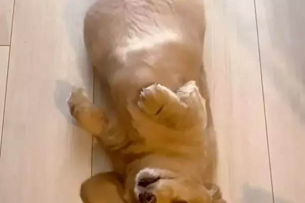 散歩にどうしても行きたくない犬→なぜか床で寝転がって…思わず笑ってしまう『抵抗の姿勢』が27万再生「お散歩キャンセル界隈」「癒される」