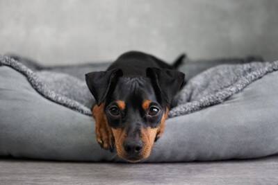 犬にとって『不快なベッド』の特徴5選　安眠を妨げる睡眠環境や改善策まで