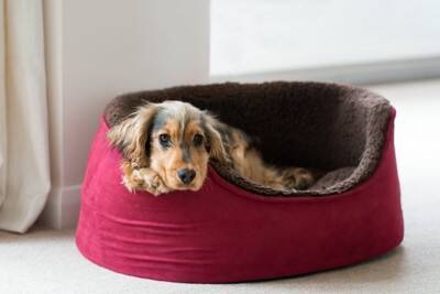 犬にとって『不快なベッド』の特徴5選　安眠を妨げる睡眠環境や改善策まで