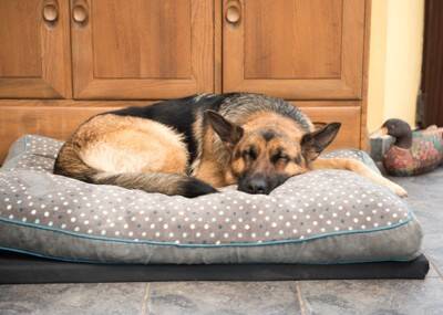 犬にとって『不快なベッド』の特徴5選　安眠を妨げる睡眠環境や改善策まで