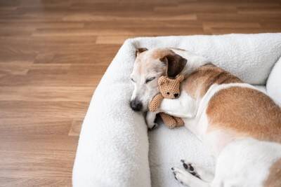 犬にとって『不快なベッド』の特徴5選　安眠を妨げる睡眠環境や改善策まで