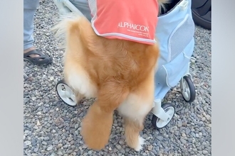 新しい『犬のカート』を買った結果→大型犬が『乗りたい』と訴えて…自分の大きさを理解していない『まさかの光景』が164万再生「声出して笑った」