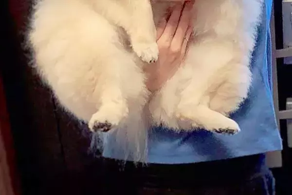 『小型犬とは…？』抱っこされる11キロのポメラニアン→常識を覆す『衝撃のデカさ』に4万いいね「予想より大きかったｗｗ」「ポメ界の王」