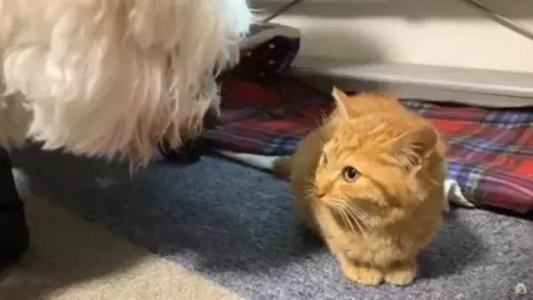 『捨て猫』を拾ったら…犬はどうする？"心配そうに見守る"光景とまさかの展開に絶賛の声「父性愛すごい」「爆笑しました」と10万5000再生