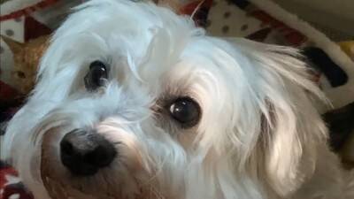 『捨て猫』を拾ったら…犬はどうする？"心配そうに見守る"光景とまさかの展開に絶賛の声「父性愛すごい」「爆笑しました」と10万5000再生