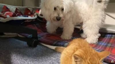 『捨て猫』を拾ったら…犬はどうする？"心配そうに見守る"光景とまさかの展開に絶賛の声「父性愛すごい」「爆笑しました」と10万5000再生