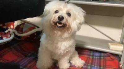 『捨て猫』を拾ったら…犬はどうする？"心配そうに見守る"光景とまさかの展開に絶賛の声「父性愛すごい」「爆笑しました」と10万5000再生