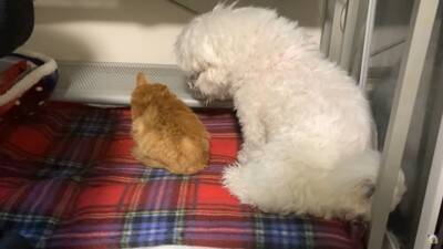 『捨て猫』を拾ったら…犬はどうする？"心配そうに見守る"光景とまさかの展開に絶賛の声「父性愛すごい」「爆笑しました」と10万5000再生