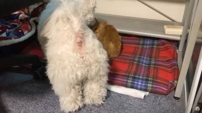 『捨て猫』を拾ったら…犬はどうする？"心配そうに見守る"光景とまさかの展開に絶賛の声「父性愛すごい」「爆笑しました」と10万5000再生