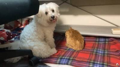 『捨て猫』を拾ったら…犬はどうする？"心配そうに見守る"光景とまさかの展開に絶賛の声「父性愛すごい」「爆笑しました」と10万5000再生