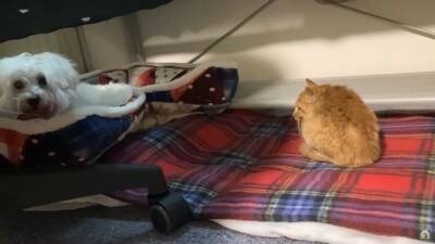 『捨て猫』を拾ったら…犬はどうする？"心配そうに見守る"光景とまさかの展開に絶賛の声「父性愛すごい」「爆笑しました」と10万5000再生