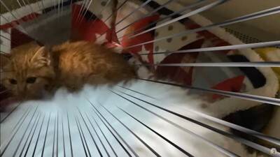 『捨て猫』を拾ったら…犬はどうする？"心配そうに見守る"光景とまさかの展開に絶賛の声「父性愛すごい」「爆笑しました」と10万5000再生