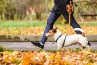 犬の散歩は運動不足解消に効果がある？オーストラリアでの調査結果