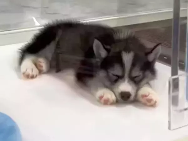 一目惚れした『小さな赤ちゃん犬』を飼った結果…1年後→想像と違う『衝撃のビフォーアフター』が115万再生「顔が…」「愛されてる」と反響