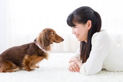 犬が『飼い主をじーっと見つめる』理由5つ　どんな意味があるの？凝視してきたときの注意点まで