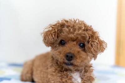 犬が『飼い主をじーっと見つめる』理由5つ　どんな意味があるの？凝視してきたときの注意点まで