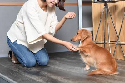 犬が飼い主から『褒められた』ときに思うこと5選　嬉しいと感じている？上手なしつけ方法までご紹介