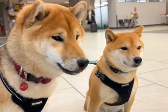 半月ぶりに海外から帰ってきたママ→空港まで『2匹の犬』が迎えに来て…『再会の瞬間』が泣けると11万再生「最高の笑顔」「胸がじーんと…」