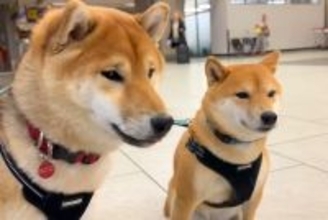 半月ぶりに海外から帰ってきたママ→空港まで『2匹の犬』が迎えに来て…『再会の瞬間』が泣けると11万再生「最高の笑顔」「胸がじーんと…」