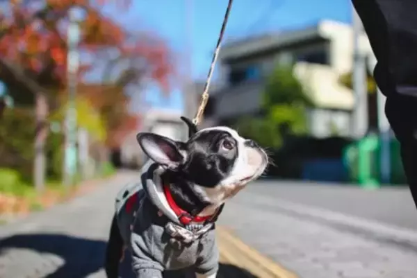 犬が物足りないと感じる散歩方法4つ　飼い主の間違った認識や満足させるためのポイントまで