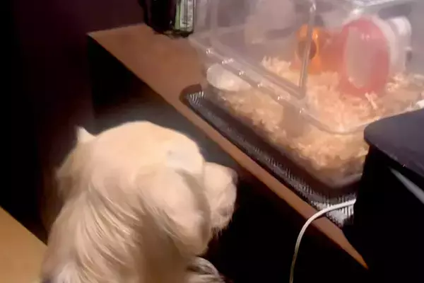 大型犬が静かだったので見に行った結果→ハムスターの部屋を…種族を超えた『愛溢れる様子』が17万再生「通じ合ってる」「見守り隊だね」と絶賛