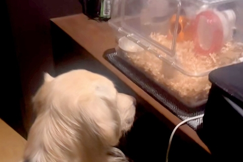 大型犬が静かだったので見に行った結果→ハムスターの部屋を…種族を超えた『愛溢れる様子』が17万再生「通じ合ってる」「見守り隊だね」と絶賛