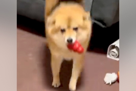 同時に帰宅したパパとママ→犬がお出迎えしてくれた結果…あからさますぎる『態度の違い』に爆笑「華麗なUターンで草」「みんな可愛いｗｗ」と反響