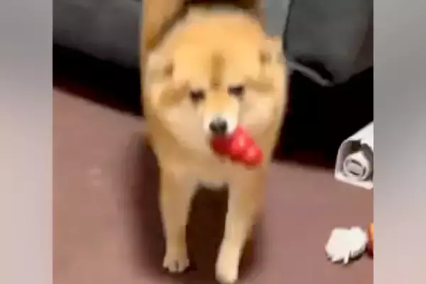 同時に帰宅したパパとママ→犬がお出迎えしてくれた結果…あからさますぎる『態度の違い』に爆笑「華麗なUターンで草」「みんな可愛いｗｗ」と反響