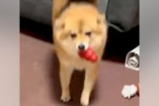 同時に帰宅したパパとママ→犬がお出迎えしてくれた結果…あからさますぎる『態度の違い』に爆笑「華麗なUターンで草」「みんな可愛いｗｗ」と反響