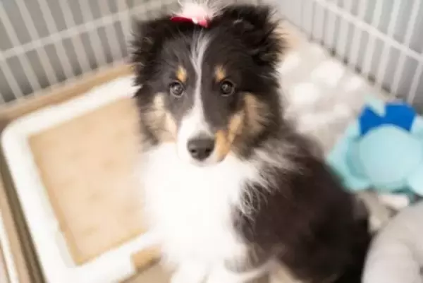 犬が急に『甘えてこなくなる』のはなぜ？考えられる原因や注意すべき症状まで