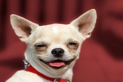 犬が『リラックス』しているサイン5つ　安心しているときにみせる態度や行動とは？