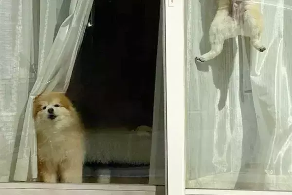 犬2匹をケージに入れ、出かけた結果→ふと窓を振り返ると…驚きを隠せない『衝撃の光景』に10万いいね「身体能力高すぎｗ」「スパイダーポメ」