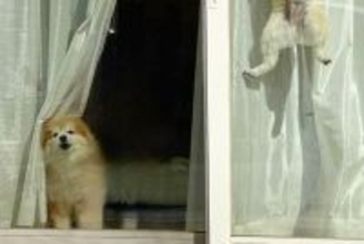 犬2匹をケージに入れ、出かけた結果→ふと窓を振り返ると…驚きを隠せない『衝撃の光景』に10万いいね「身体能力高すぎｗ」「スパイダーポメ」