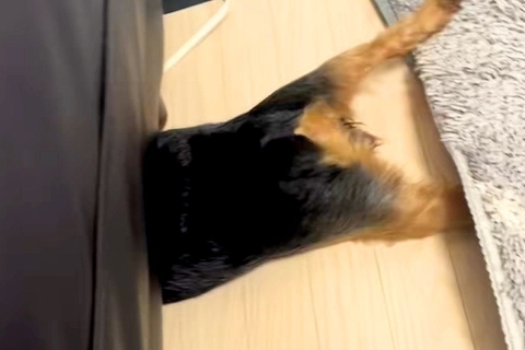 おしっこを失敗してしまった犬→思った以上にショックを受けて…とんでもない行動が232万再生「必死さが伝わるｗｗ」「平泳ぎしてて草」と爆笑