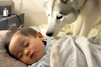 寝ている赤ちゃんに近付く大型犬→『ヤバイ、起こしちゃう』と思ったら…犬とは思えない『まさかの行動』が11万再生「すごすぎる」「優しい兄」