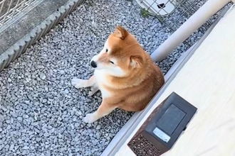 なぜかお庭で動かない犬→視線の先を見てみたら…思ってもみなかった『まさかの迷惑行為』に爆笑「なぜそこに落ちてるのｗｗ」「困っちゃうね」