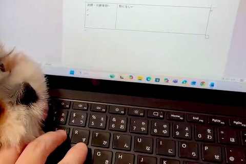 『絶対に仕事をさせたくない犬』VS『作業したい飼い主』→思わず笑ってしまう『静かな攻防戦』に絶賛「べーってするのたまらん」「可愛いｗ」