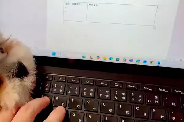『絶対に仕事をさせたくない犬』VS『作業したい飼い主』→思わず笑ってしまう『静かな攻防戦』に絶賛「べーってするのたまらん」「可愛いｗ」