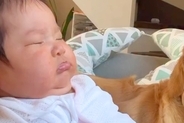 いつも赤ちゃんを優先してくれる大型犬→『寝ている合間』を狙って、こっそりと…あまりに愛おしい光景が71万再生「可愛い天使」「素敵な世界」