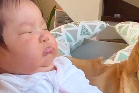 いつも赤ちゃんを優先してくれる大型犬→『寝ている合間』を狙って、こっそりと…あまりに愛おしい光景が71万再生「可愛い天使」「素敵な世界」