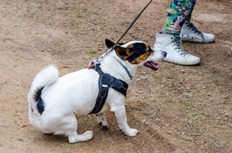 「頑固？拒否？わがまま？」散歩で犬が止まる理由を獣医師が解説