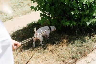 「頑固？拒否？わがまま？」散歩で犬が止まる理由を獣医師が解説