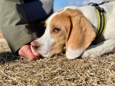 「頑固？拒否？わがまま？」散歩で犬が止まる理由を獣医師が解説