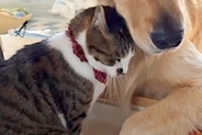 猫が『大型犬に恋をした』結果→大胆なスキンシップで猛アタックして…種族の壁を超えた『愛おしすぎる光景』に反響「なんて可愛いの」「ラブラブ」